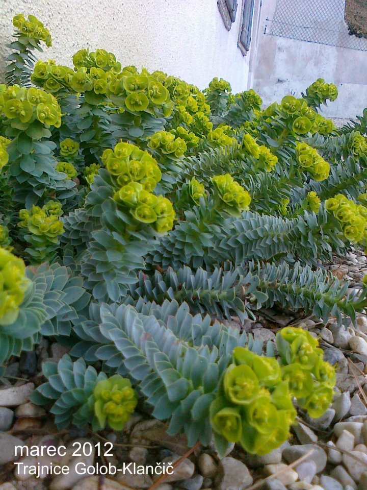 Euphorbia myrsinites (sivi mleček)