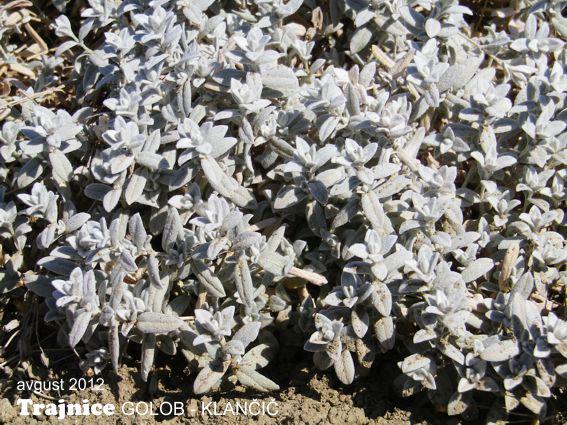Cerastium candidissimum – drobnolistna bela smiljka