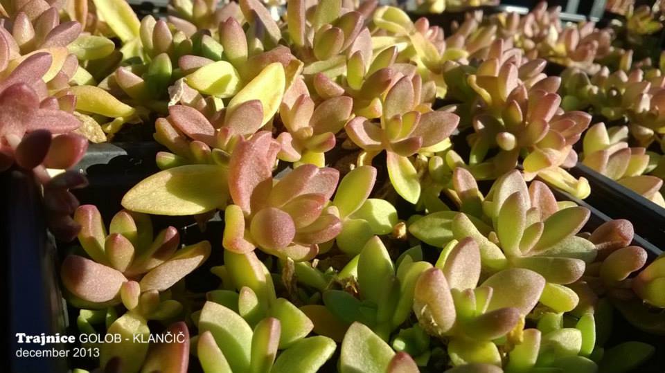 Delosperma descampsii - delosperma Poleti živo zelena blazina z mrazom pordeči, cveti poleti rumeno in je popolnoma neobčutljiva na sušo.