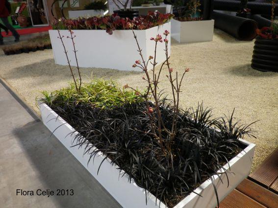 Naše rastline je za ureditev razstavnega prostora na sejmu Flora Celje 2013 uporabil Modest Motaln (moji pogledi).