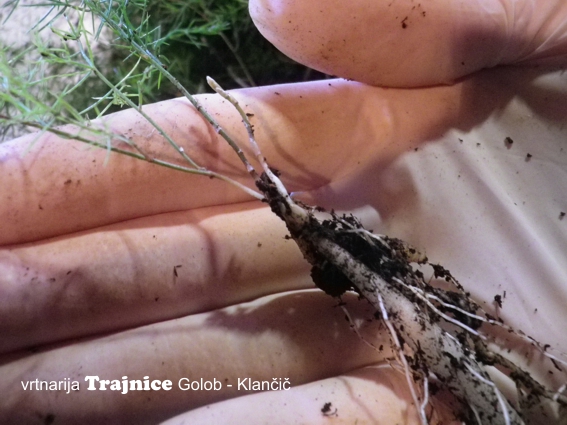 Posadili smo prvo večjo serijo divjih špargljev (Asparagus acutifolius), ki smo jih vzgojili iz semena.