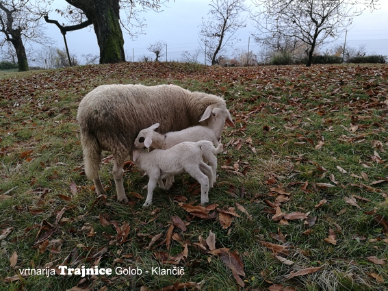 Dobili smo prve ovčje mladičke ... in to kar dva.