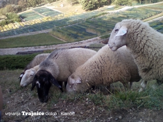 Letošnja pridobitev za vzdrževanje brežin so ovce, ki svojo vlogo že pridno izpolnjujejo.