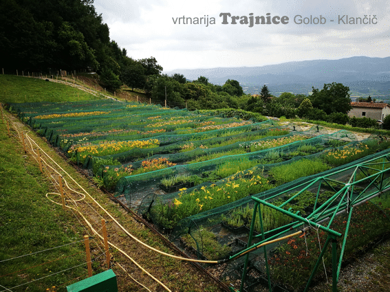 2. terasa - pogled v dolino, na rastline, ki so v lončkih
