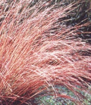 Andropogon scoparius (Schizachyrium) -  obrad, bakreni listi