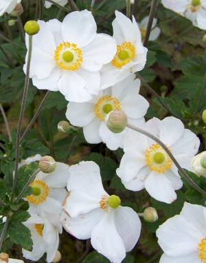 Anemone japonica &#039;Honorine Jobert&#039; - bela enostavna, bogato cvetoča