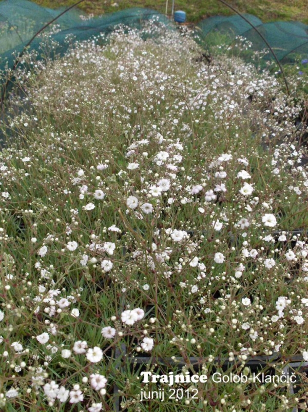Gypsophila x paniculata &#039;Festival White&#039; - bela meglica se ne ukloni močnemu dežju