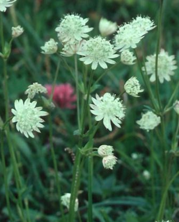 Astrantia carniolica - kranjski zali kobulček, drobni beli cvetki (ne polži)