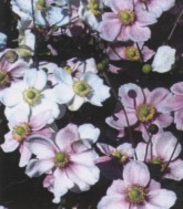 Anemone japonica - jap.vetrnica (mešana), anemona
