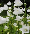 Campanula persicifolia &#039;Alba&#039; - bela breskvovolistna zvončnica