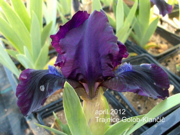 Iris barbata nana - zacvetele so prve nizke bradate perunike
