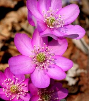 Anemone hepatica (Hepatica nobilis) &#039;Rosea&#039; - rožnati jetrnik