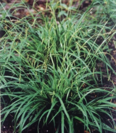 Carex sylvatica - gozdni šaš