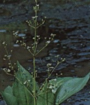 Alisma plantago-aquatica - trpotčasti porečnik (lonec 13)