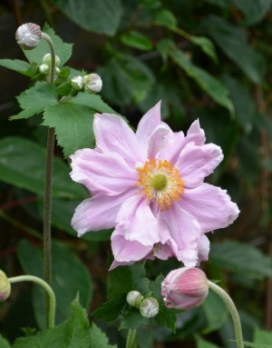 Anemone japonica &#039;Koenigin Charlotte&#039; - vrstnata jap. anemona, vetrnica