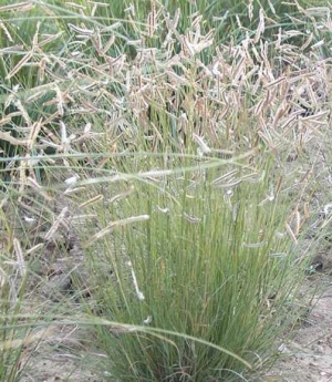 Bouteloua gracilis (Oligostachya) – modra perzijska trava