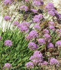 Allium montanum (senescens) - gorski luk