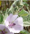 Althaea officinalis (alcea) - navadni slez, ajbiš