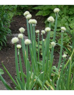 Allium fistulosum - stoletna čebula