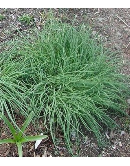 Allium schoenoprasum 'Curly Mauve' - finolistni drobnjak 