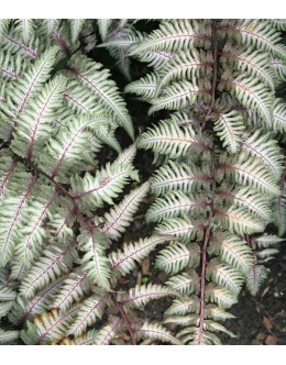 Athyrium niponicum 'Pewter Lace' -pisani list