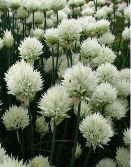 Allium schoenoprasum 'White One' -belo cvetoči drobnjak