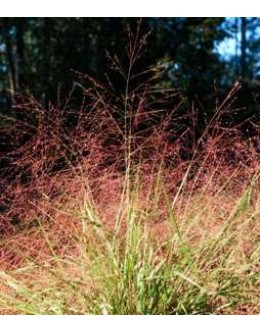 Eragrostis spectabilis - rdeča jeseni, kosmatka 
