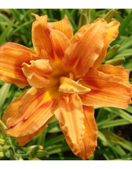 Hemerocallis 'Kwanso' - polnjen cvet maslenica