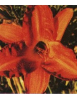 Hemerocallis 'Tahitian Isle' - pozna maslenica