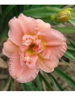Hemerocallis 'Land of Cotton'- dvojni velik cvet, pocvitajoča, dišeča maslenica