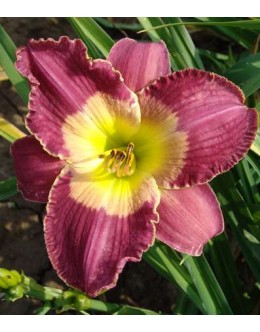 Hemerocallis 'Court Magician' - srednji cvet, sv.grlo, pocvitajoča maslenica