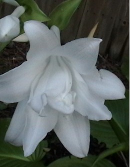 Hosta 'Aphrodite' (plantaginea) - zelena, velik dvojni dišeč cvet, srednja