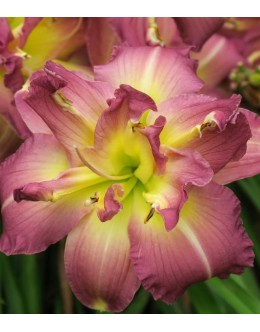Hemerocallis 'Almost Indecent' - vijola poln cvet, maslenica