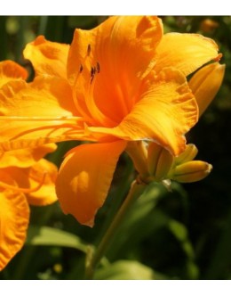 Hemerocallis 'Olympic Gold' - živo oranžen velik cvet, maslenica