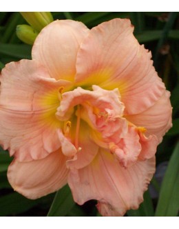 Hemerocallis 'Siloam Double Clasic' - roza poln cvet,
