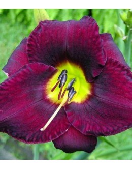 Hemerocallis 'Vino di Note' - skoraj črn velik cvet, maslenica