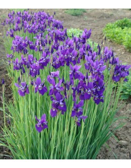 Iris sibirica 'Caesar's Brother' - zelo lepa sibirska perunika