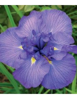 Iris ensata (kaempferi) 'Azure' - japonska perunika, širok cvet, modra 