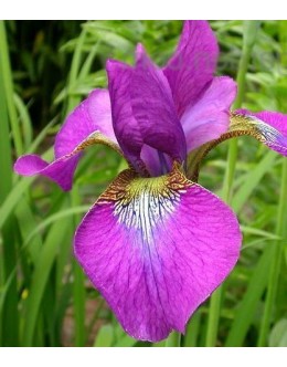 Iris sibirica 'Ewen'-sibirska perunika, rdeče vijola