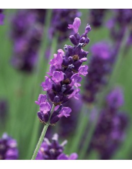 Lavandula angustifolia 'Twickle Purple' - velik, t.viola kompakten cvet