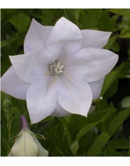 Platycodon grandiflorus 'Hakone White' - vrstnati beli zvončnik