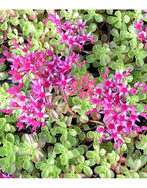 Sedum spurium ‘Summer Glory ’ - homulica
