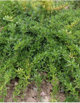 Thymus longicaulis - dolgostebeljna m.dušica, zelo diši, odbija zajce