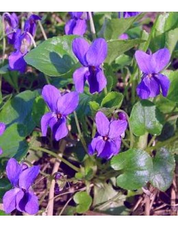Viola odorata - modra vijolica