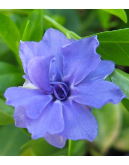 Vinca minor 'Panta' - zelen list, vrstnato svetlo modro cvetje, mali zimzelen