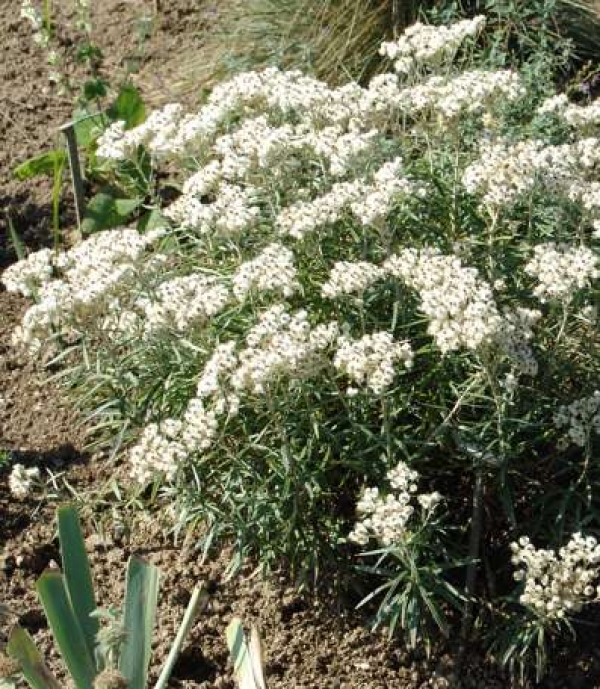 Anaphalis triplinervis-srebrnolistna