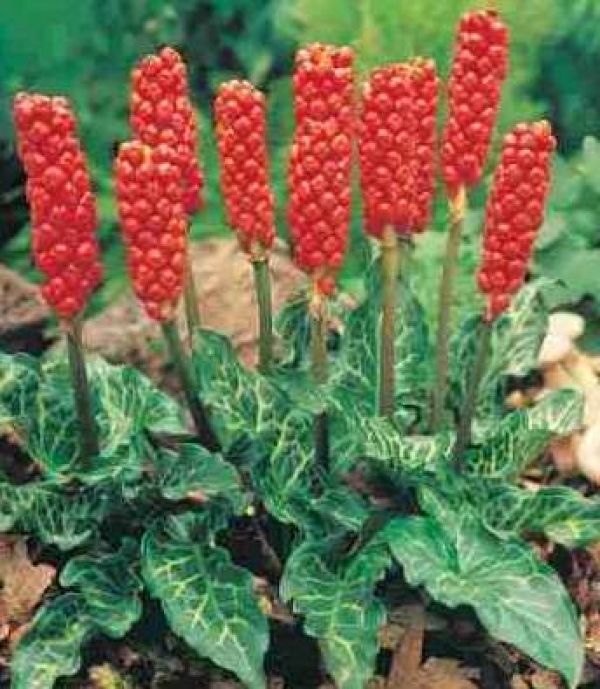 Arum italicum - la&scaron;ki kačnik (okrasni plod)