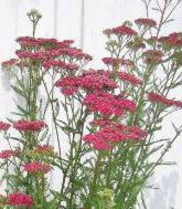 Achillea hy. 'Velour' - purpurlila, sveže zeleno listje