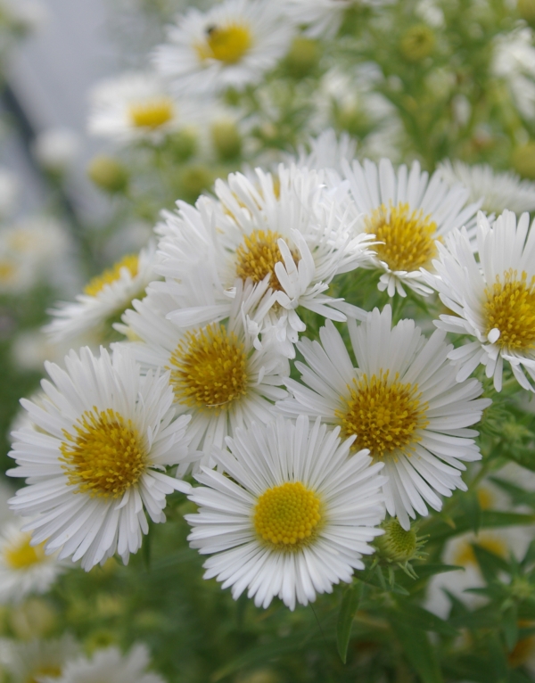 Aster novae-angliae 'Herbstschnee' - visoka velikocvetna srhkolistna astra