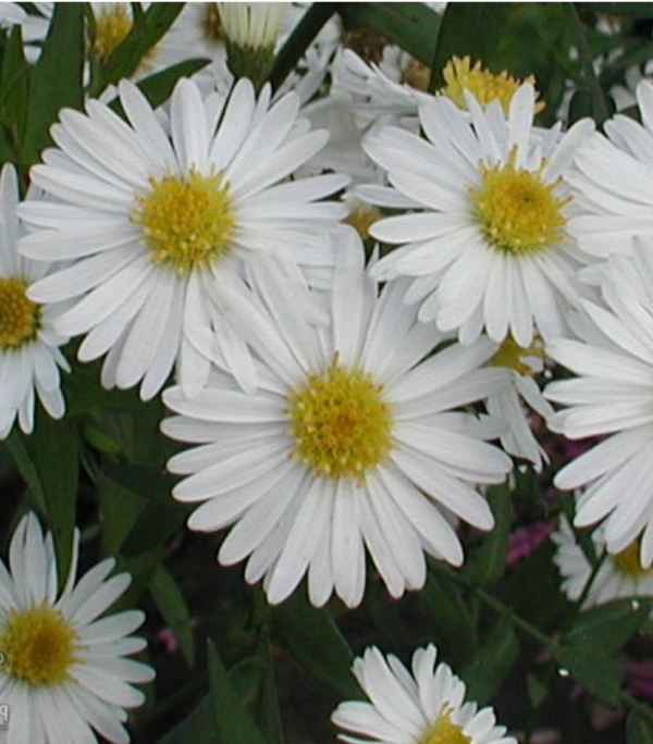 Aster novi-belgii 'White Ladyes' - za rez,  velik bel cvet, gololistna astra